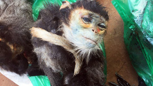 Bắt chủ quán nhậu tàng trữ động vật hoang dã để nấu cao