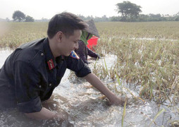 Công an Thái Bình ngâm mình gặt lúa giúp dân chạy bão số 11