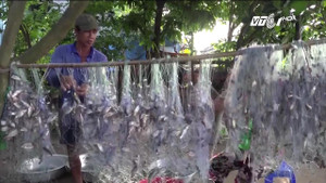 Lũ về, dân Đồng Tháp bội thu thủy sản, gỡ cá không ngơi tay