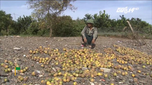 Nông dân thẫn thờ nhìn hàng nghìn gốc cam Cao Phong tan nát sau mưa lũ