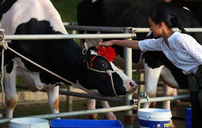 Ngày hội 'Hoa hậu bò sữa' độc đáo trên cao nguyên Mộc Châu