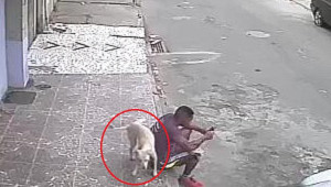 Bi hài clip thanh niên ngồi bấm điện thoại, bị chó tè bậy lên người