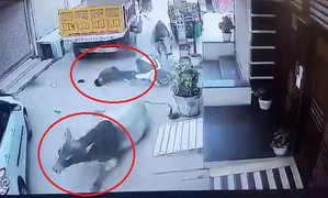 Bò phi nước đại như ngựa, vồ ngã người đi xe máy