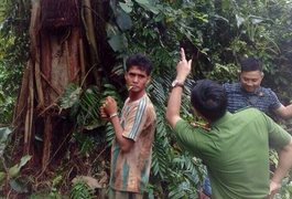 Bắt thêm 6 người cưa cây thủy tùng trên 500 tuổi trong đêm