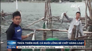 Thừa Thiên - Huế: Dân xót xa nhìn hàng tấn cá nuôi lồng bè bỏ ăn, chết trắng