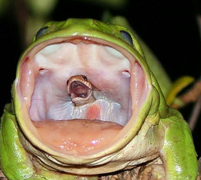 Hình ảnh ghê rợn khi rắn chui ra từ cổ họng ếch