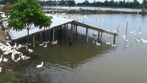 Dân Chương Mỹ ngậm ngùi nhìn nước lũ vẫn ngập nhà, gia súc, gia cầm mất trắng