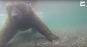 Video: Cận cảnh tuyệt chiêu săn cá dưới nước của gấu nâu