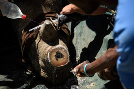 Cận cảnh quy trình cưa sừng tê giác hợp pháp nhưng vẫn gây tranh cãi ở Nam Phi