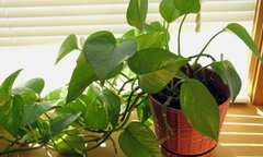 Muốn đắc tài, sai lộc nhất định phải thuộc lòng quy tắc trồng cây theo mệnh dưới đây