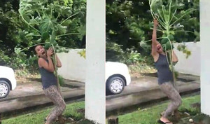 Clip một phụ nữ vật lộn với siêu bão Lan, 'sống chết' bảo vệ cây đu đủ gây 'sốt'