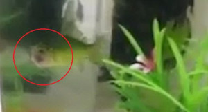 Bị cá nóc ăn thịt, cá vàng mất đầu vẫn bơi lượn tung tăng gây sốc