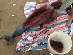 Cá heo trôi dạt vào bãi biển Đồ Sơn bị dân xẻ thịt