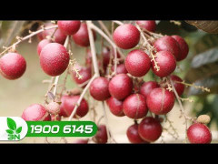 Video: Thâm nhập vườn nhãn tím độc nhất vô nhị của Việt Nam