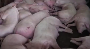 Gan động vật: Con đường truyền chất độc và mầm bệnh vào cơ thể người