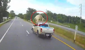 Bò thơ thẩn sang đường, bị xe bán tải húc bay lên trời