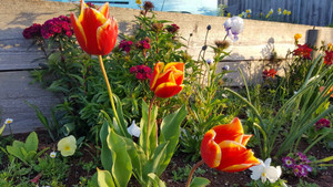 Mẹ Việt tại Úc chia sẻ mảnh vườn 'trăm hoa khoe sắc' rực rỡ như thế giới cổ tích