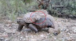 Cảnh tượng hiếm có: Rắn chuông kịch độc chễm chệ cưỡi lưng rùa sa mạc