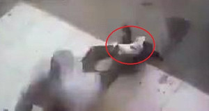 Mèo nổi khùng cắn người dữ dội trên phố