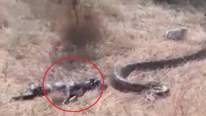 Clip: Trăn khổng lồ bị dân tóm sống, ép nôn chó ra khỏi bụng