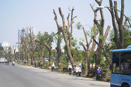 Video: Xót xa cảnh hàng trăm cây xà cừ trụi cành lá trên đường Phạm Văn Đồng