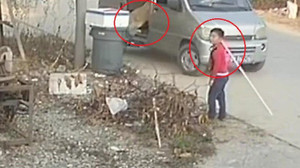 Bé trai hốt hoảng gọi mẹ, bất lực nhìn cẩu tặc đi ô tô trộm chó