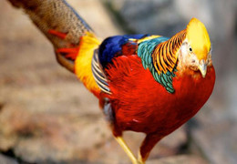 Video: Chiêm ngưỡng đàn chim trĩ 7 màu quý hiếm, giá đắt 'hốt hoảng' ở Hải Dương