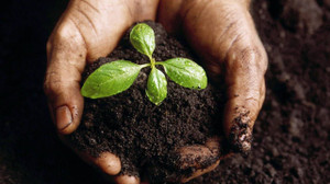 7 công dụng bất ngờ của bã trà người làm vườn nào cũng nên biết