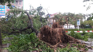 Trực tiếp: Bão số 12 'quần thảo' ở Ninh Thuận, nhiều nhà sập