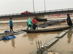 Ảnh: Bất chấp tử thần, dân Huế liều mình lao ra dòng nước lũ dữ cứu lồng cá