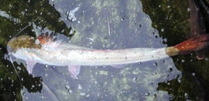 Dân Nghệ An câu được cá lăng 'khủng' dài gần 2m