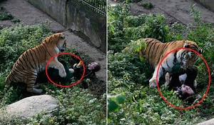 Hổ sổng chuồng, lao ra cắn xé nữ nhân viên sở thú trước mặt du khách