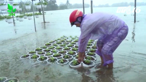 Đà Nẵng: Xót xa nhìn hàng trăm hecta hoa màu 'chết đuối' trong biển nước