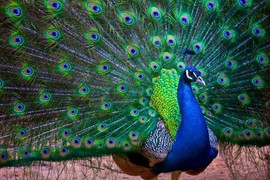 Trở thành tỷ phú nhờ nuôi chim Khổng tước