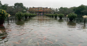 Video: Cá rồng tung tăng bơi lội cùng đàn cá vàng ở sân Đại nội Huế