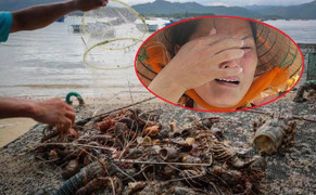 Bão số 12 tàn phá 'thủ phủ' tôm hùm Phú Yên: 'Tôi chỉ muốn bị cuốn theo tôm để đời bớt khổ'