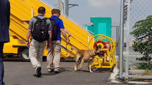 Video, ảnh: Chó nghiệp vụ Mỹ kiểm tra sân bay Đà Nẵng trước giờ ông Trump tới