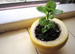 7 mẹo làm vườn thông minh chỉ dân trong nghề mới biết