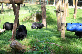 Cuối tuần dẫn bé đi khám phá thiên đường gấu tại Tam Đảo