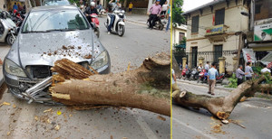 Cây xanh đổ trúng đầu ô tô, nữ tài xế thoát nạn trong gang tấc