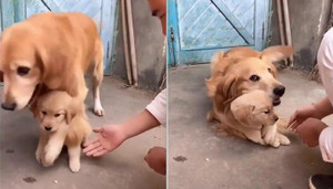 Chó mẹ nhất định không cho chủ động vào con và lý do khiến người xem rơi nước mắt