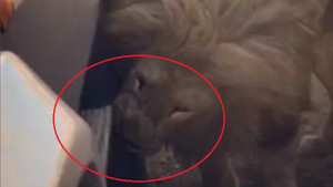 Sư tử cắn thủng lốp ô tô để khoe sức mạnh và cái kết bất ngờ