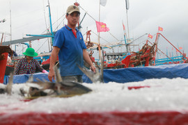 Ninh Thuận: Tránh bão, cá vào bờ hiếm, ngư dân kiếm cả trăm triệu đồng