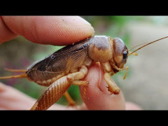 Bà con Hà Tĩnh đua nhau ra đồng đào dế, kiếm nửa triệu mỗi ngày