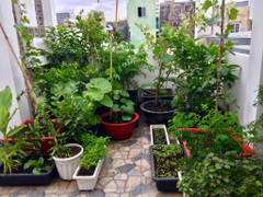 Mẹ 8X xinh đẹp khoe vườn quả sai trĩu trên sân thượng, nhìn thôi đã mê mẩn