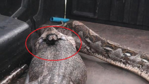 Đụng độ nhân viên cứu hộ, trăn Miến Điện nôn ra thằn lằn khổng lồ