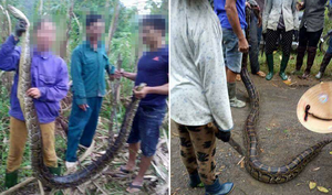 Xác minh thông tin dân Nghệ An vây bắt 2 con trăn gấm rồi nấu cao