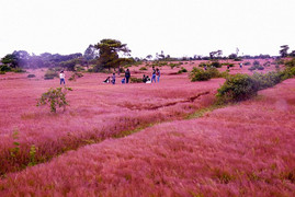 Không chỉ ở Đà Lạt, Gia Lai cũng có đồi cỏ hồng đẹp như tranh vẽ