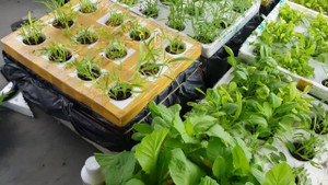 Nhà chật, áp dụng ngay cách trồng rau thủy canh tĩnh để ăn rau sạch mỗi ngày