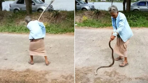 Video: Cụ bà 74 tuổi tay không quật chết rắn